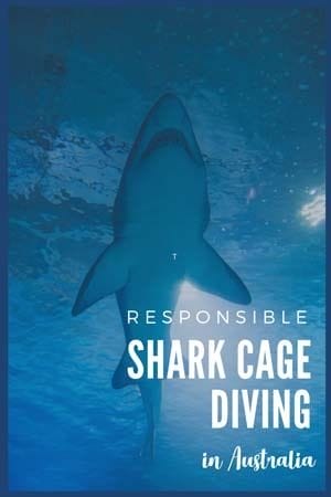 australia shark cage diving