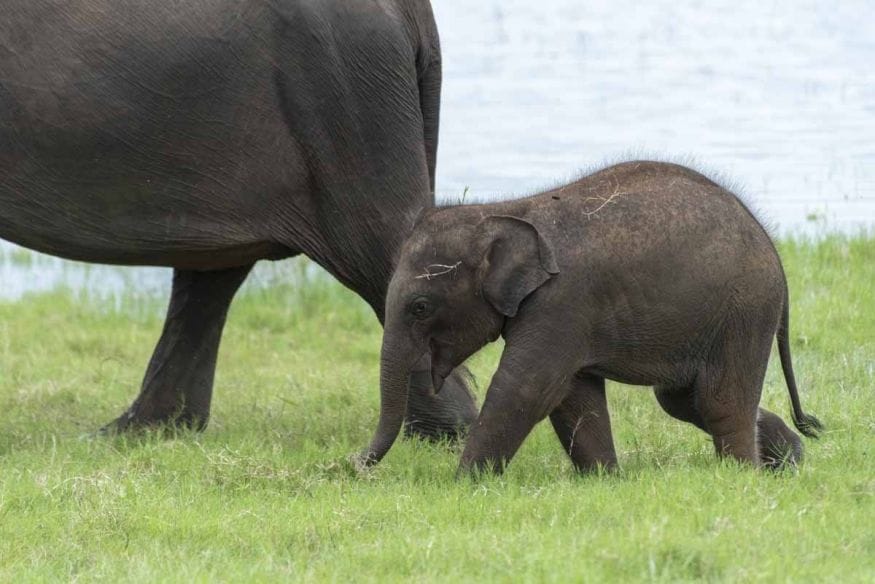 baby elephant kaudulla national park