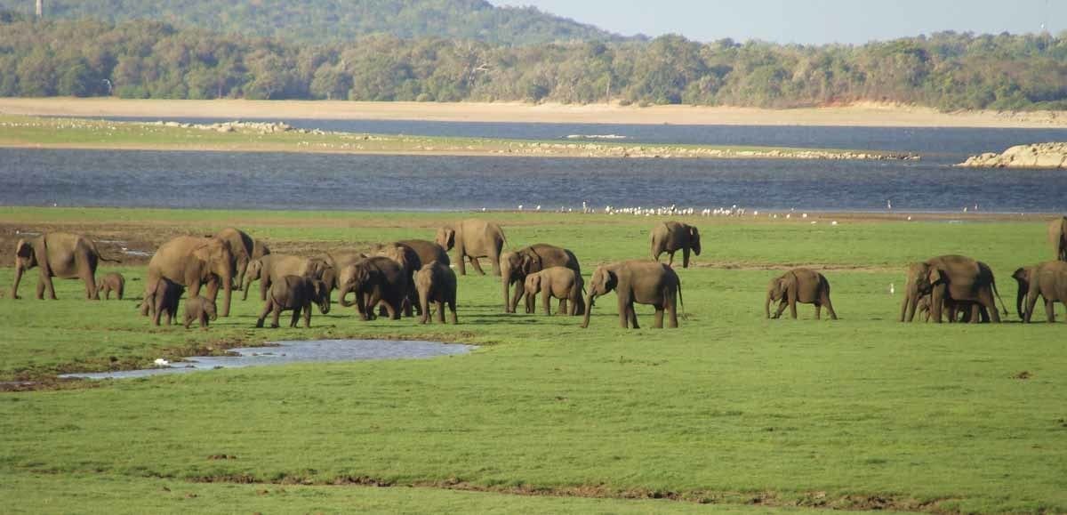 elephant gathering kaudulla national park