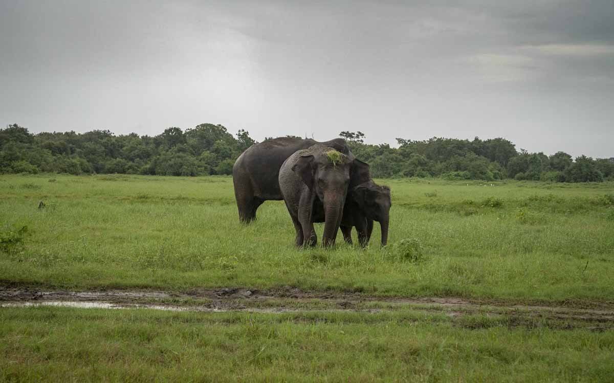 elephant grass on head sri lanka