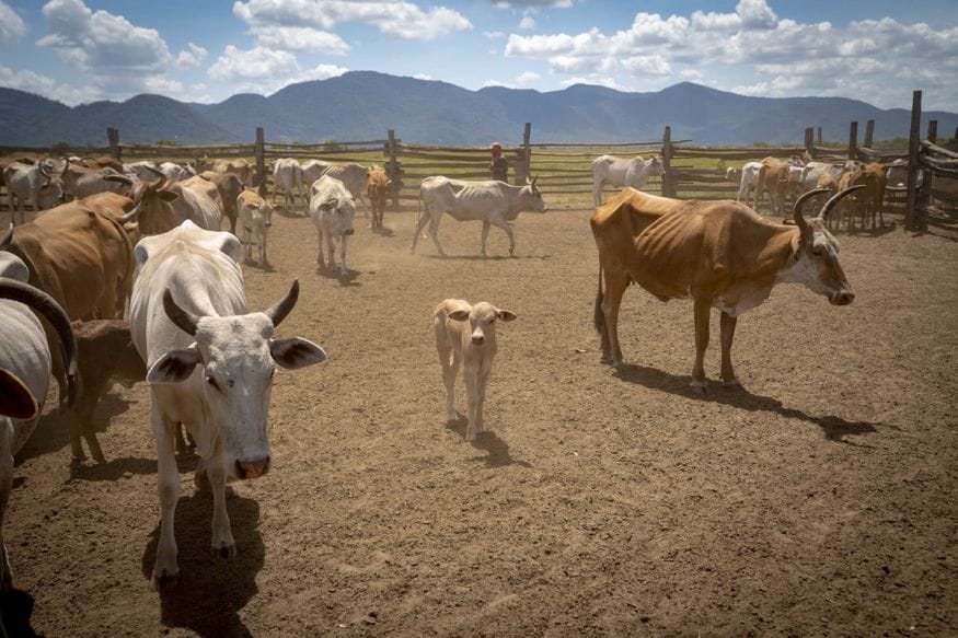 guyana ranch saddle mountain baby cow