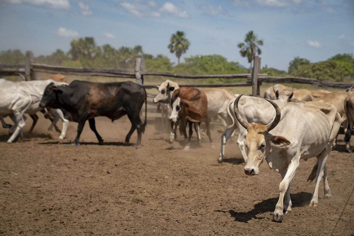 guyana ranch saddle mountain cows