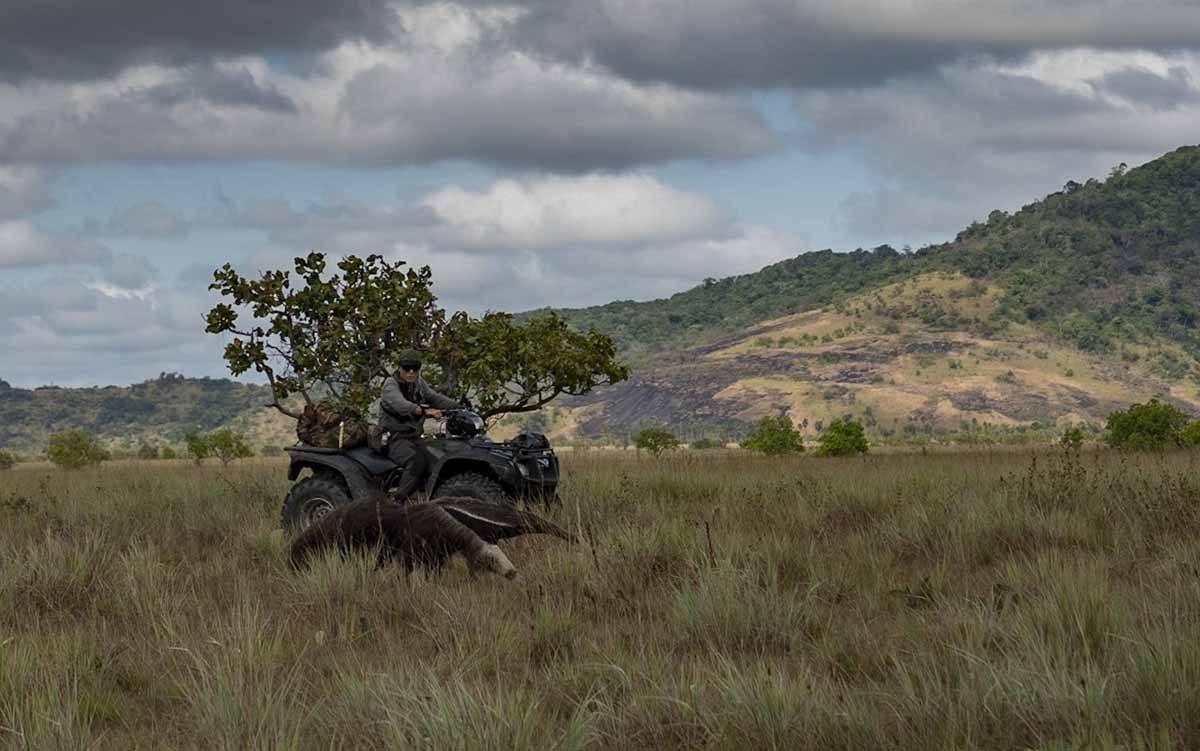 guyana rupununi anteater