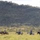 horse riding in guyana saddle mountain