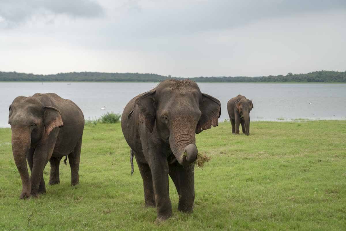 Some happy baby elephants at Yala National Park, Sri Lanka. Young