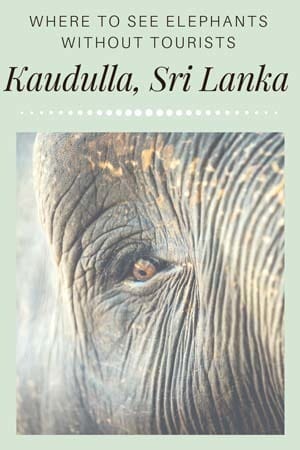 kaudulla national park sri lanka