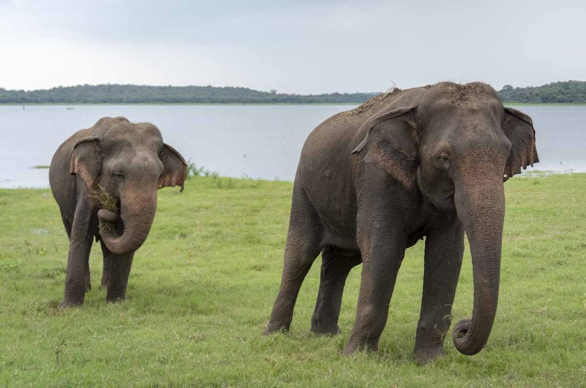 kaudulla national park two elephants