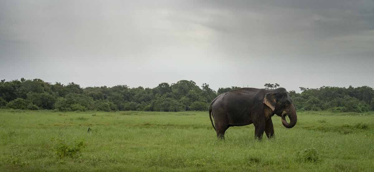 lonely elephant sri lanka