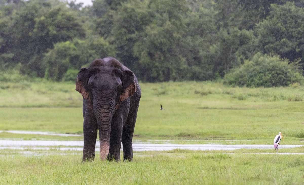 rainy elephant sri lanka