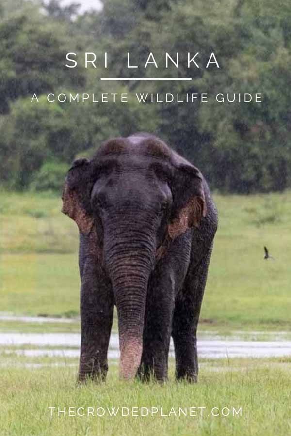 sri lanka animals pin