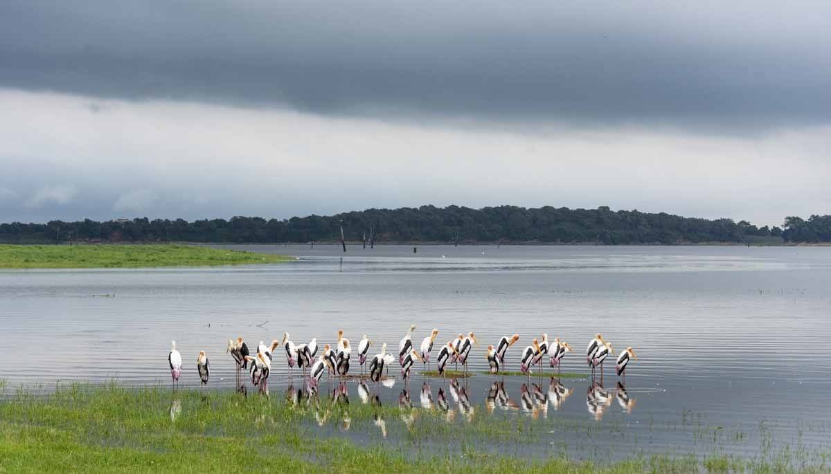 storks kaudulla national park