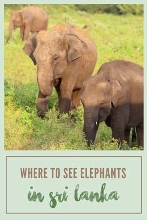 where to see elephants in sri lanka