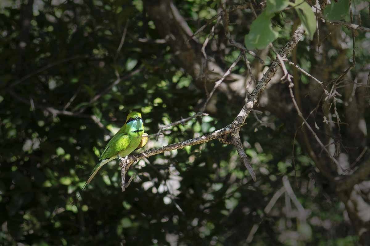 yala national park bee eater