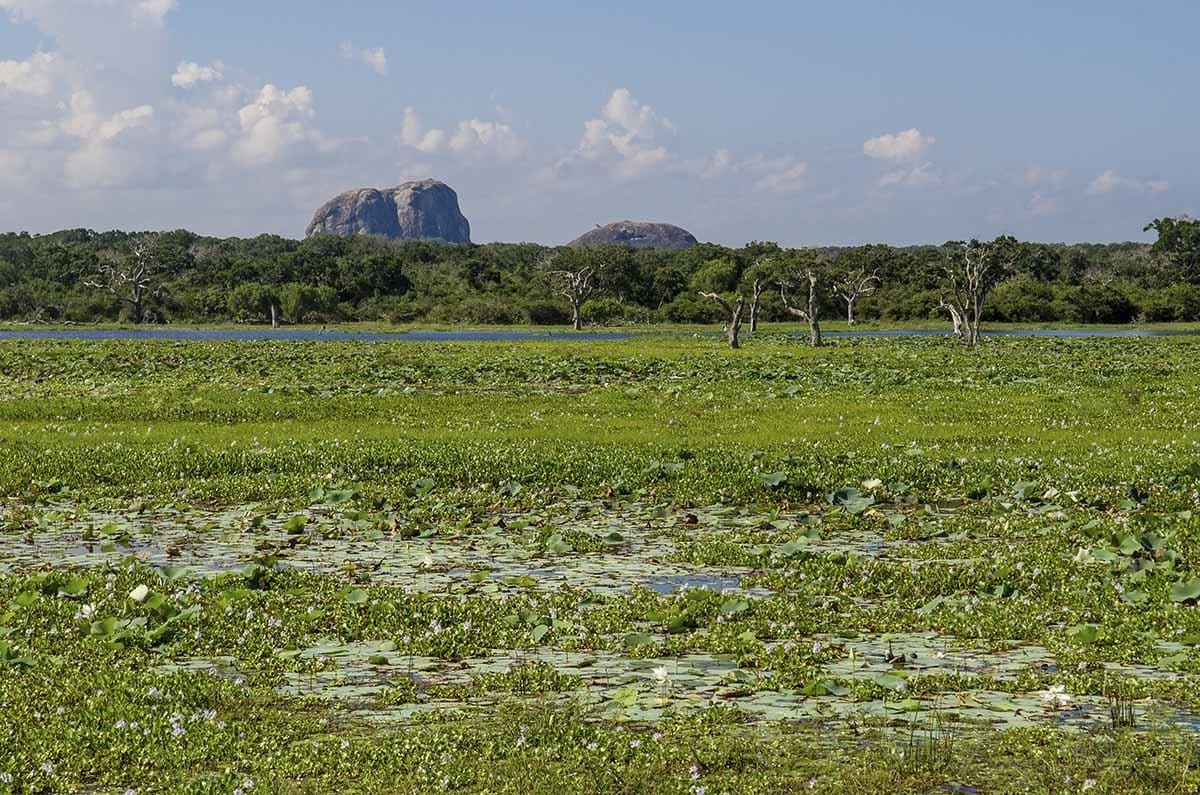 yala national park rocky outcrop