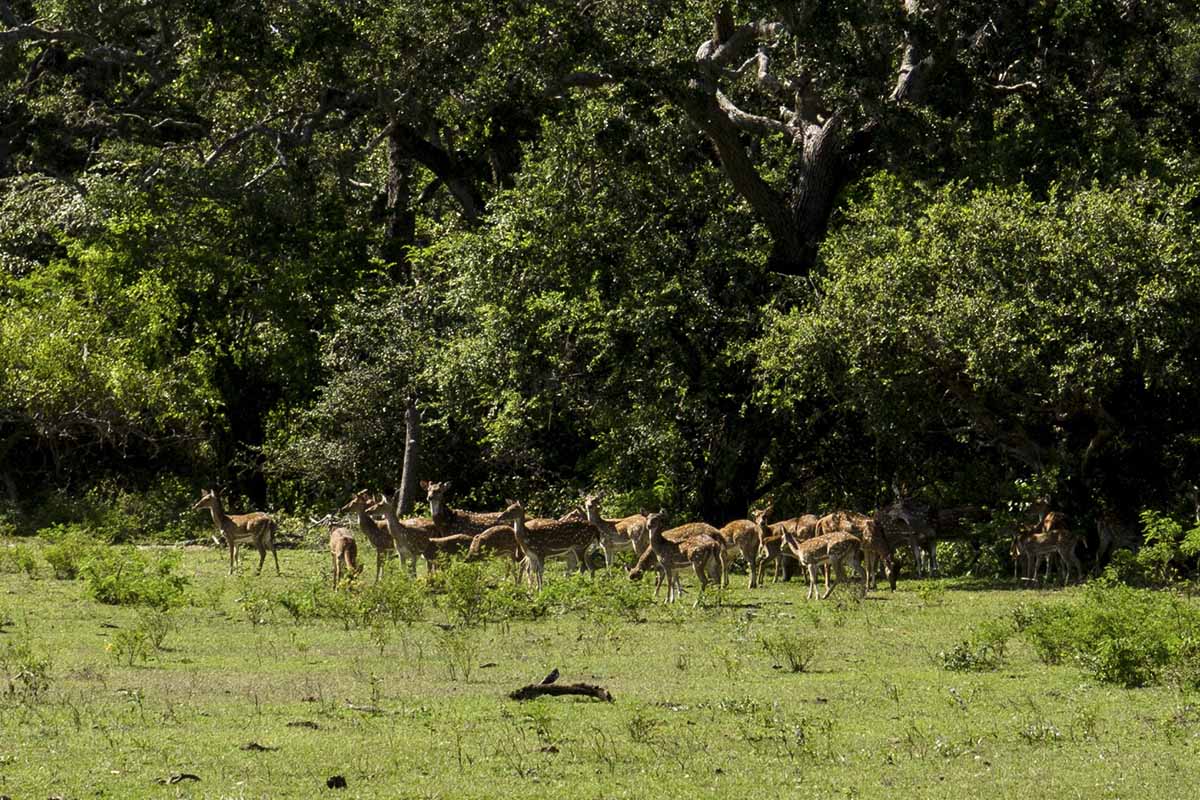 yala national park sambar deer