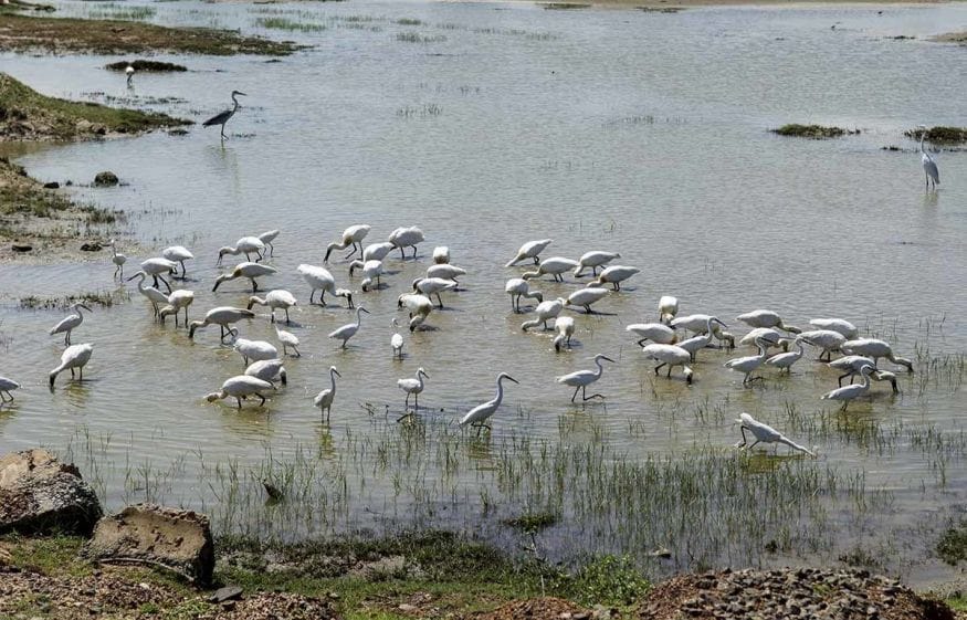 yala national park water birds