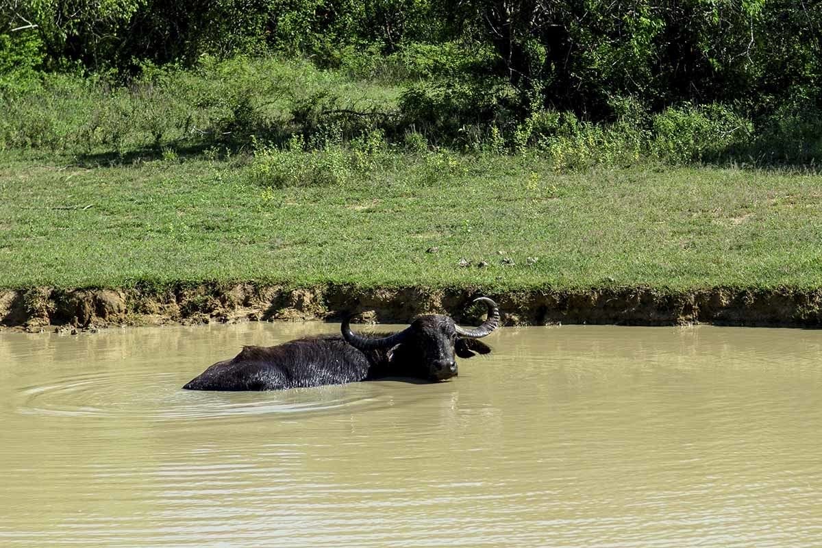 yala national park water buffalo