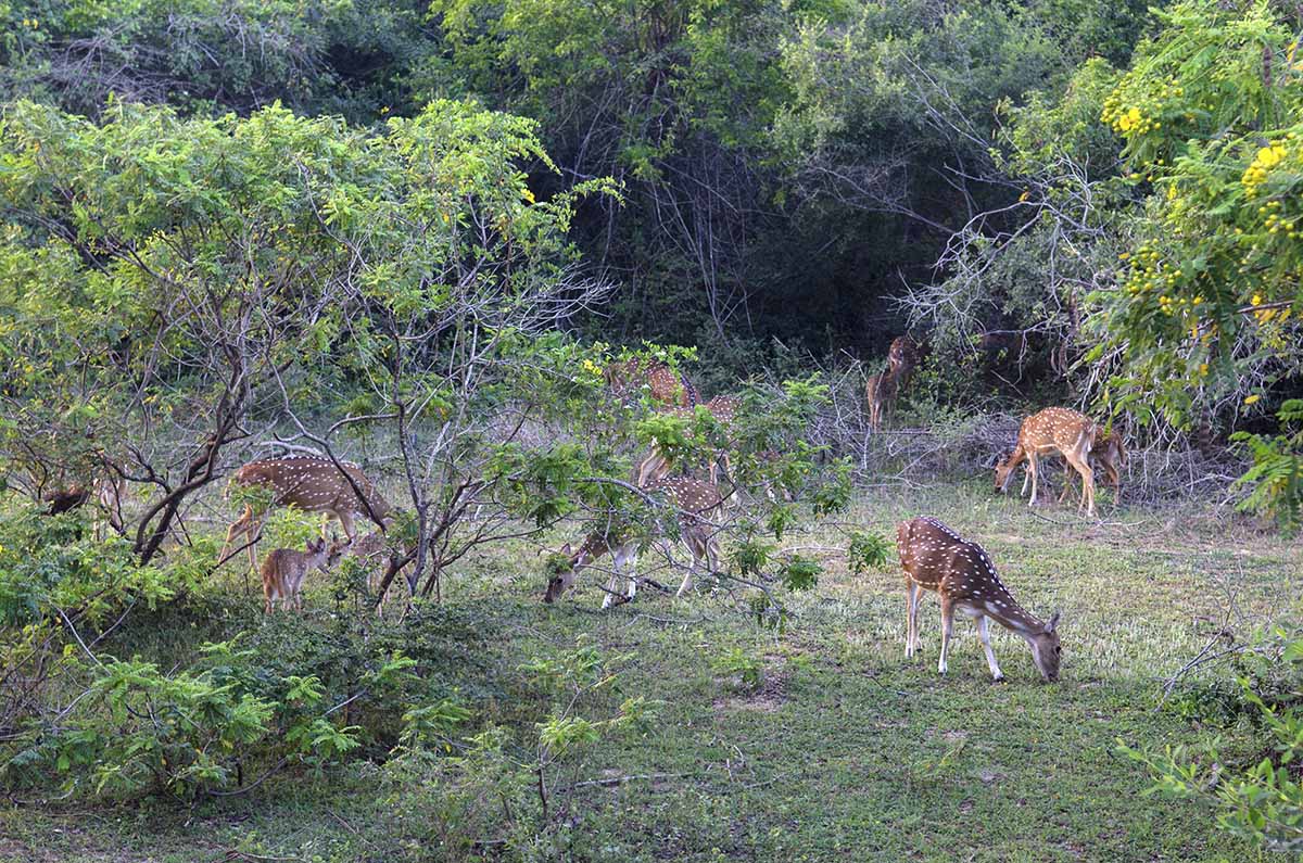 yala sri lanka spotted deer