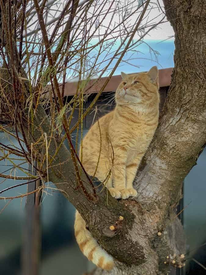 king of sardinia cat