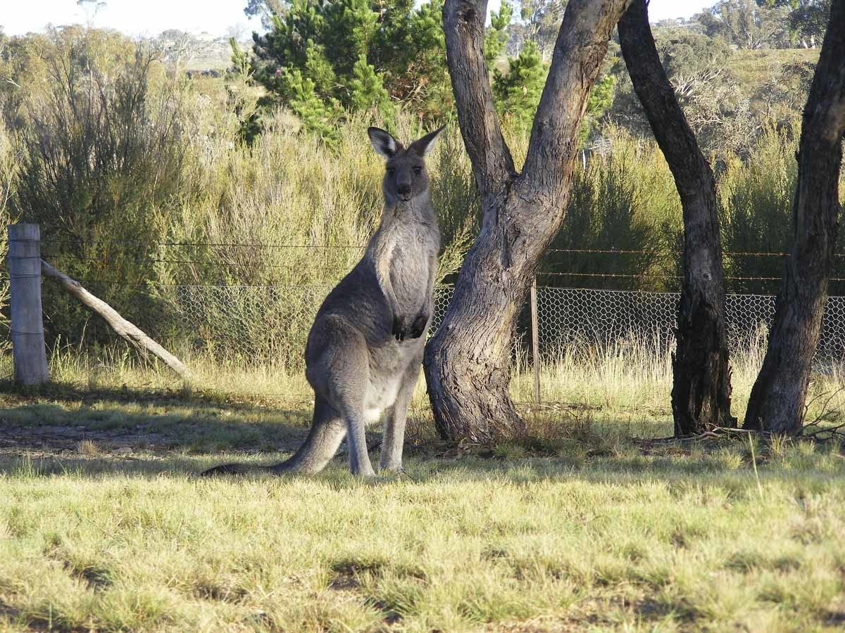 kangaroo canberra things to do