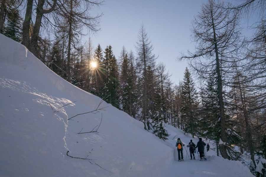 snowshoeing snowy forest