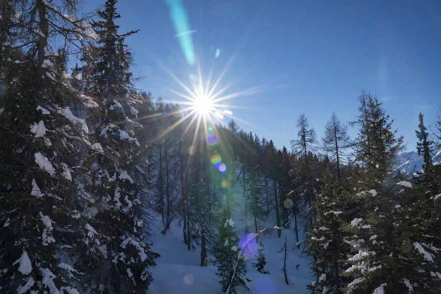 winter mountain forest trentino