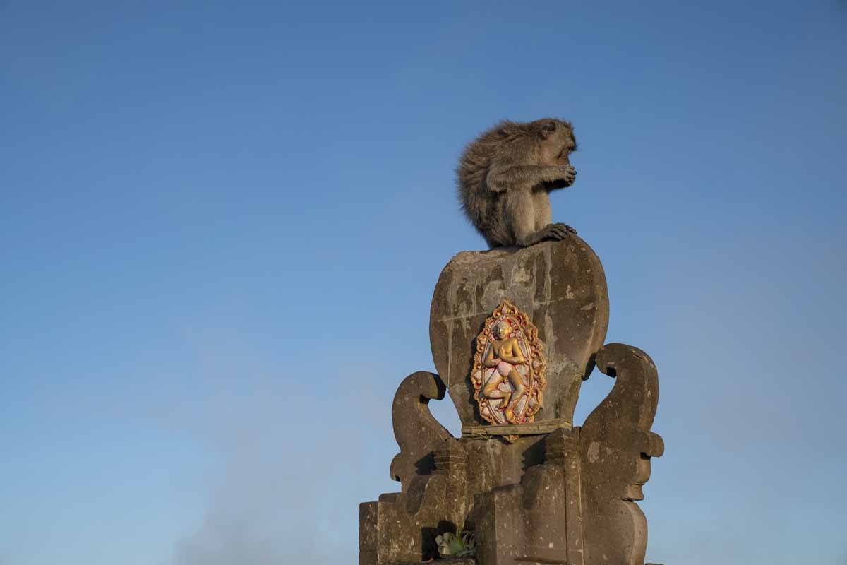 monkey batur summit