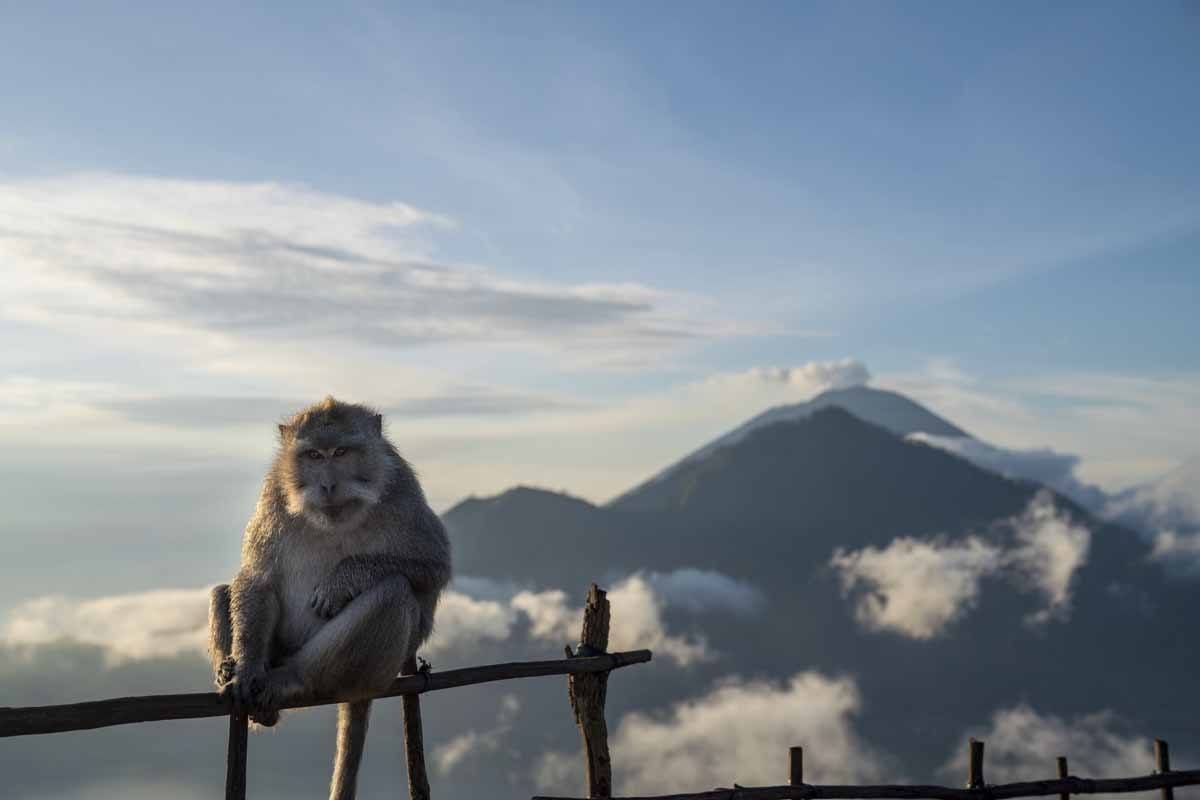 monkey mount agung