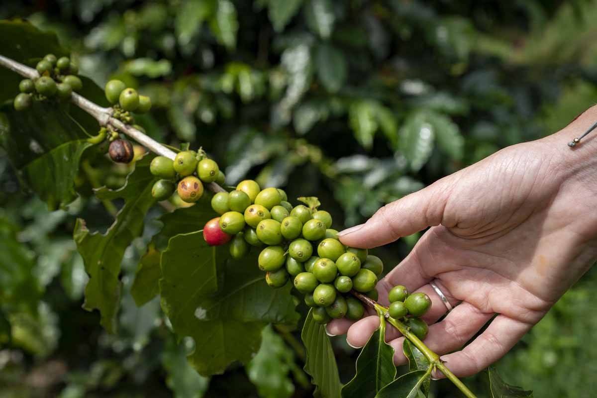 organic coffee bagus agro pelaga