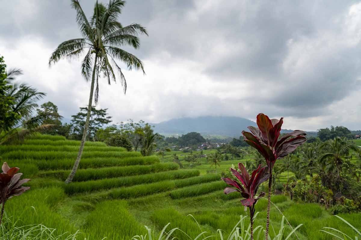 ubud tegalalang terraces