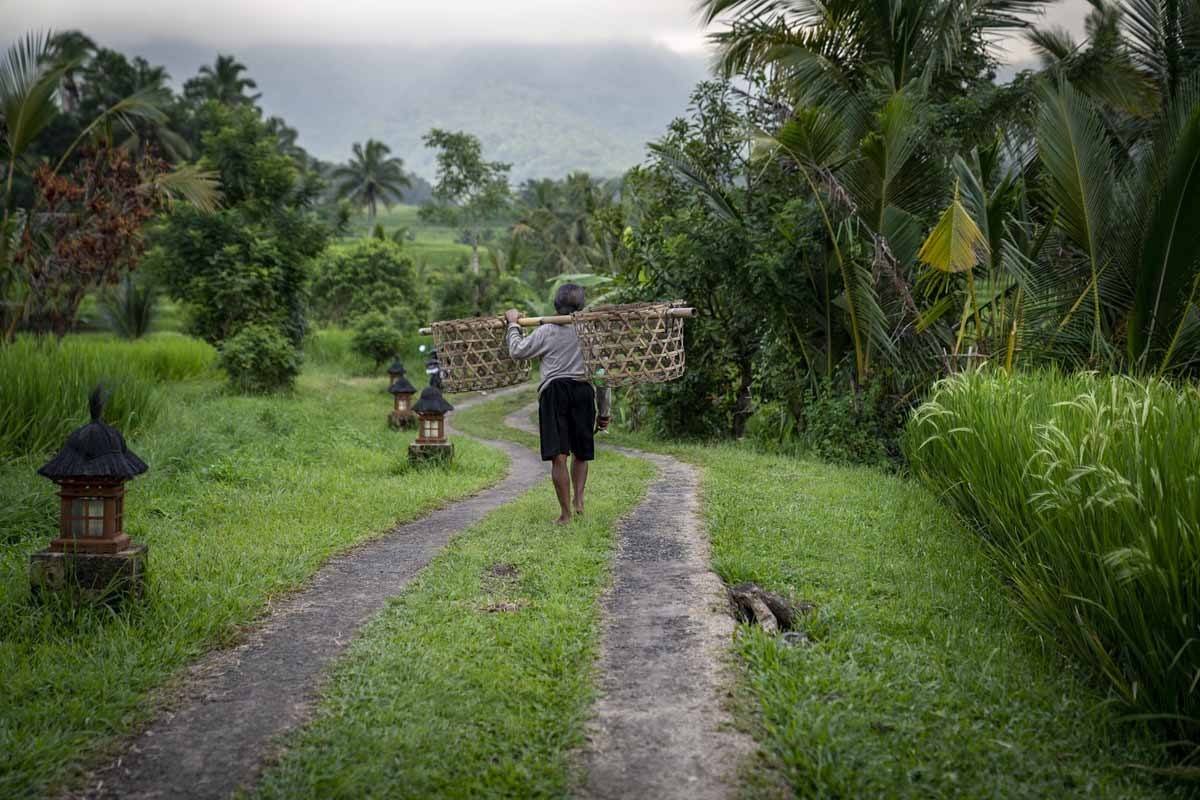 ubud things to do rice terraces