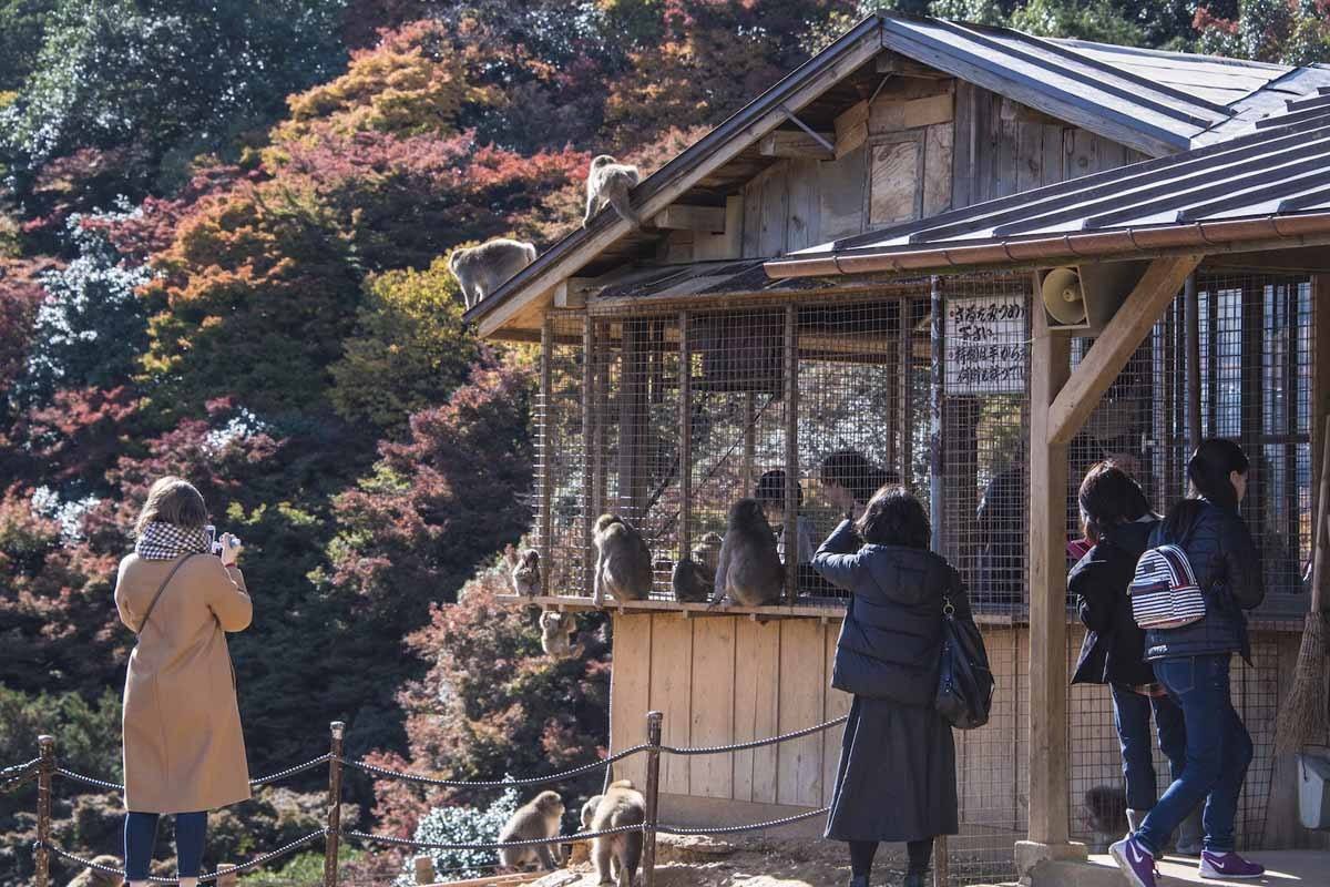 iwatayama monkey park