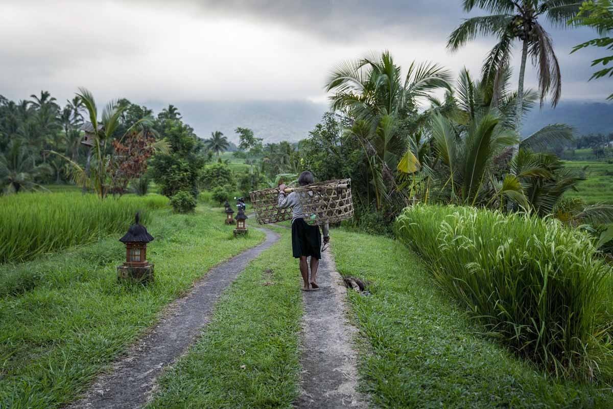 jatiluwih farmer