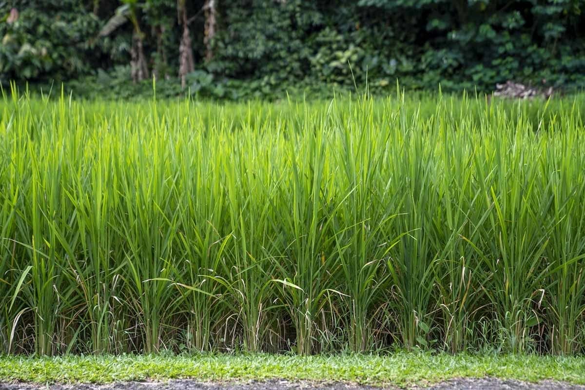 jatiluwih rice growing