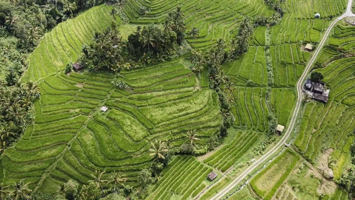 jatiluwih rice terraces aerial