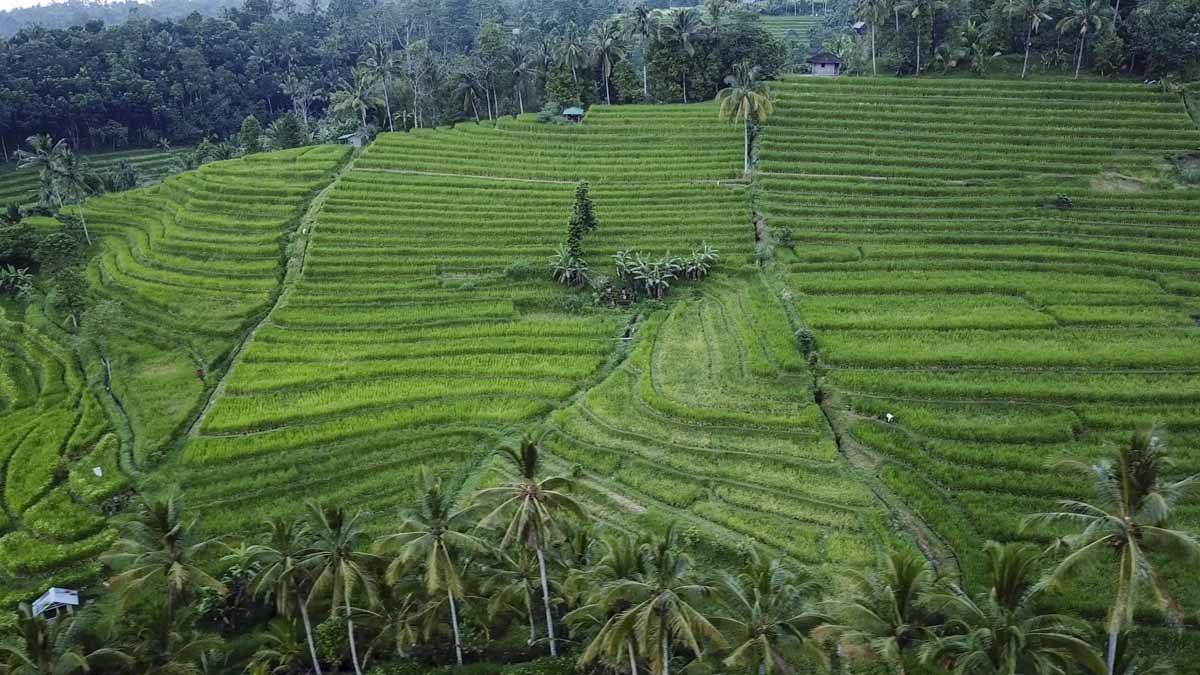 jatiluwih rice terraces from above