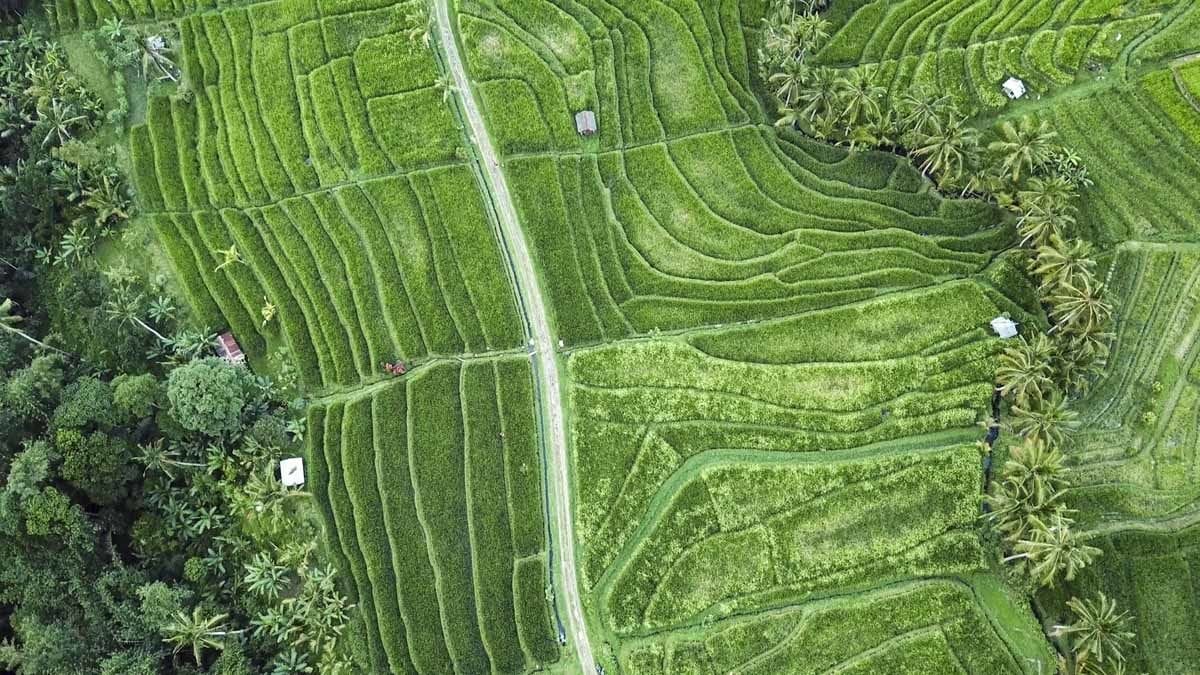 jatiluwih rice terraces road