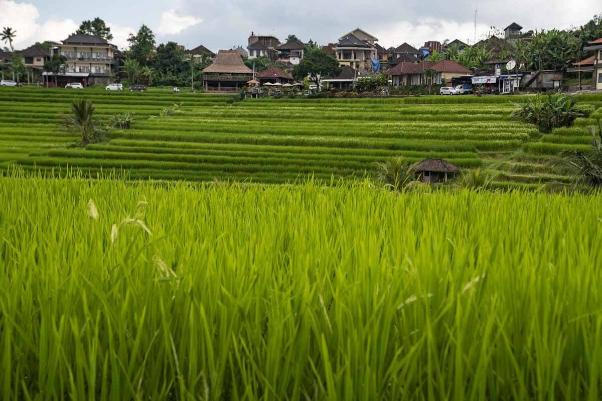 jatiluwih village bali