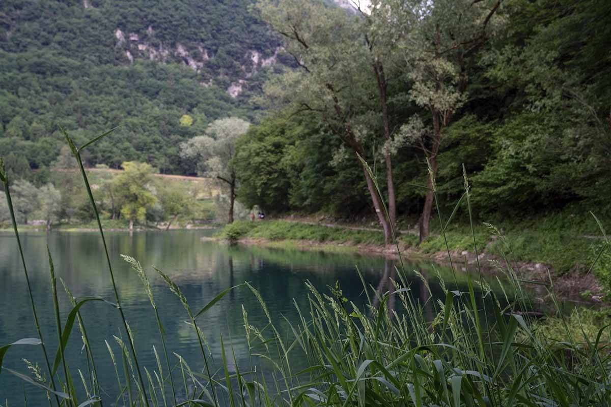 lake tenno reeds