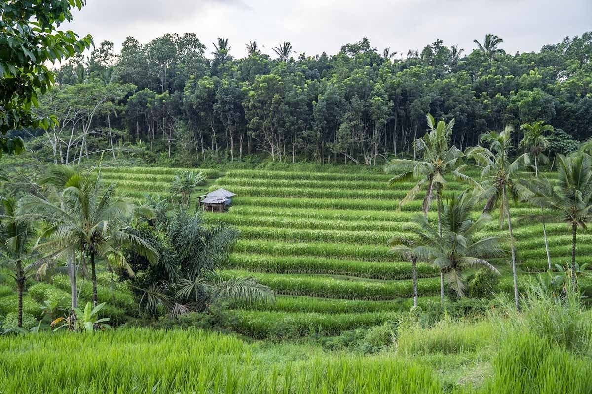 Rice terraces on the hillside