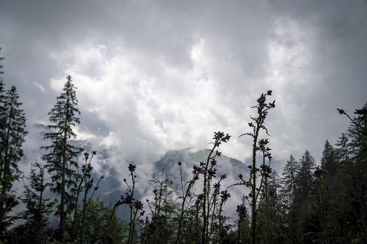 visit bregenzerwald fog flowers