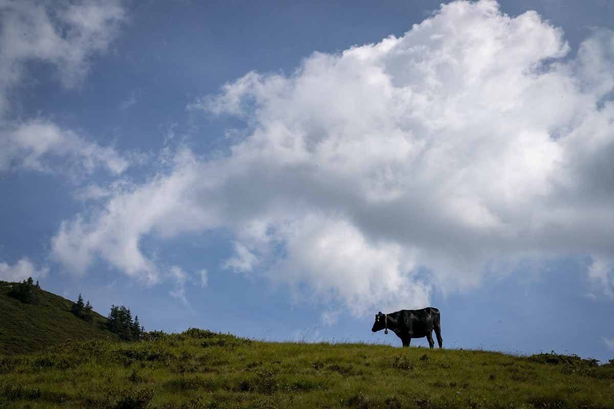 widderstein hike cow