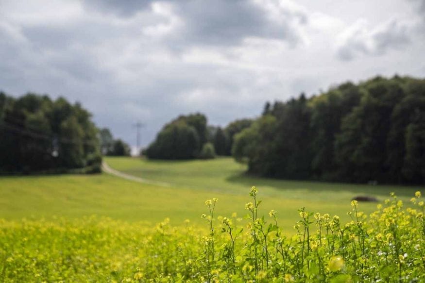 field with yellow flowers franconian switzerland