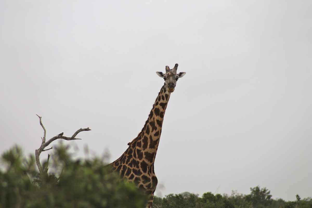 giraffe kenya tsavo