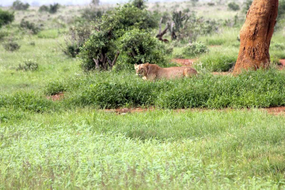 lioness tsavo kenya