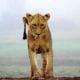 places to visit in kenya lion cub
