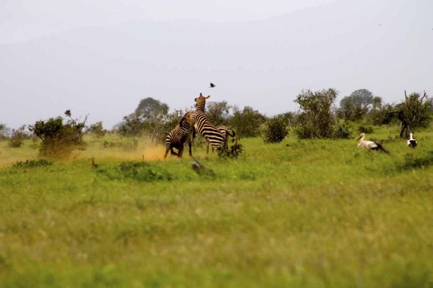 zebra fight kenya