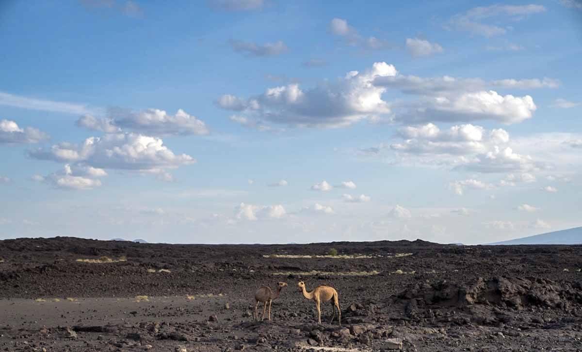 camels danakil depression