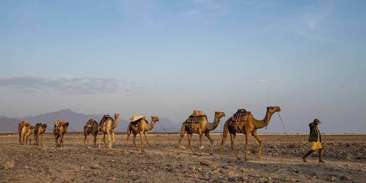 danakil depression camel caravan