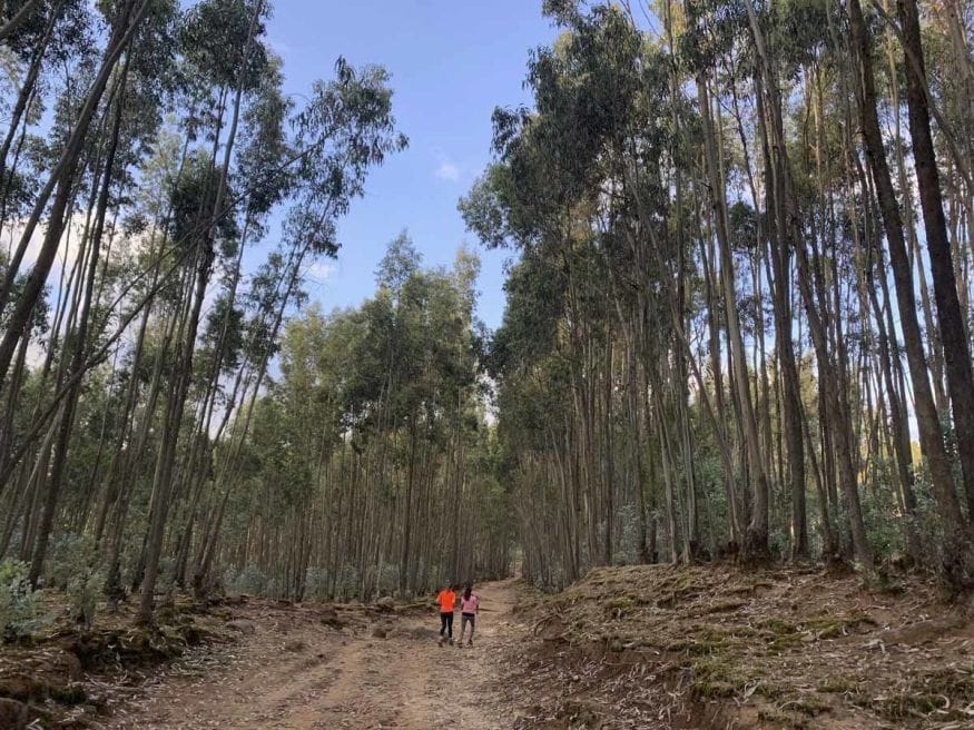 running in forest ethiopia